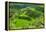 Hapao Rice Terraces, Part of the World Heritage Site Banaue, Luzon, Philippines-Michael Runkel-Framed Premier Image Canvas