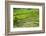 Hapao Rice Terraces, Part of the World Heritage Site Banaue, Luzon, Philippines-Michael Runkel-Framed Photographic Print