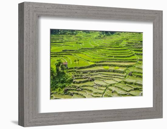 Hapao Rice Terraces, Part of the World Heritage Site Banaue, Luzon, Philippines-Michael Runkel-Framed Photographic Print