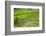 Hapao Rice Terraces, Part of the World Heritage Site Banaue, Luzon, Philippines-Michael Runkel-Framed Photographic Print