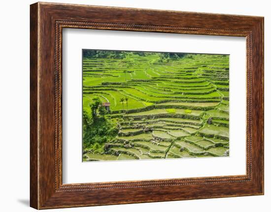 Hapao Rice Terraces, Part of the World Heritage Site Banaue, Luzon, Philippines-Michael Runkel-Framed Photographic Print