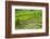 Hapao Rice Terraces, Part of the World Heritage Site Banaue, Luzon, Philippines-Michael Runkel-Framed Photographic Print