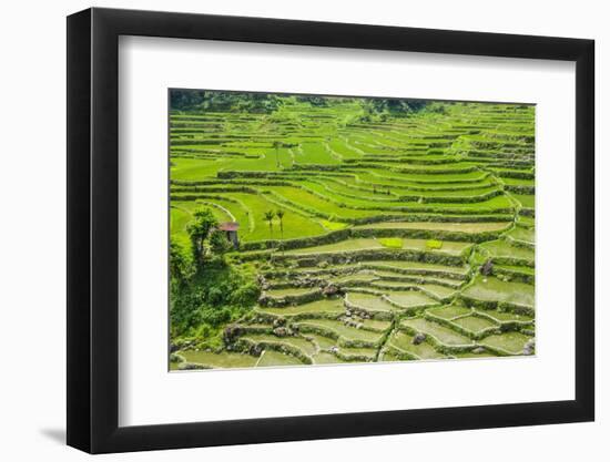 Hapao Rice Terraces, Part of the World Heritage Site Banaue, Luzon, Philippines-Michael Runkel-Framed Photographic Print