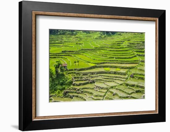 Hapao Rice Terraces, Part of the World Heritage Site Banaue, Luzon, Philippines-Michael Runkel-Framed Photographic Print