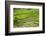 Hapao Rice Terraces, Part of the World Heritage Site Banaue, Luzon, Philippines-Michael Runkel-Framed Photographic Print