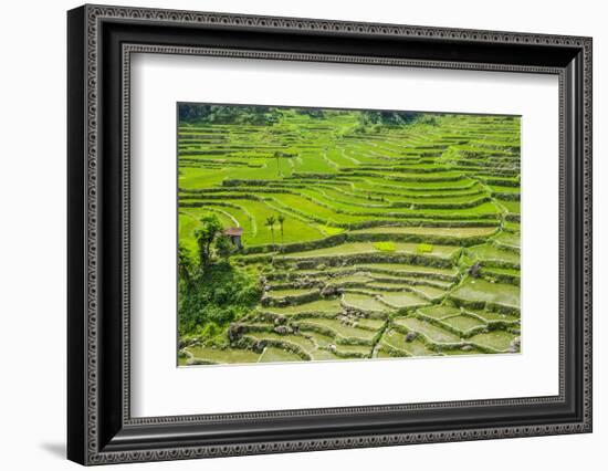 Hapao Rice Terraces, Part of the World Heritage Site Banaue, Luzon, Philippines-Michael Runkel-Framed Photographic Print