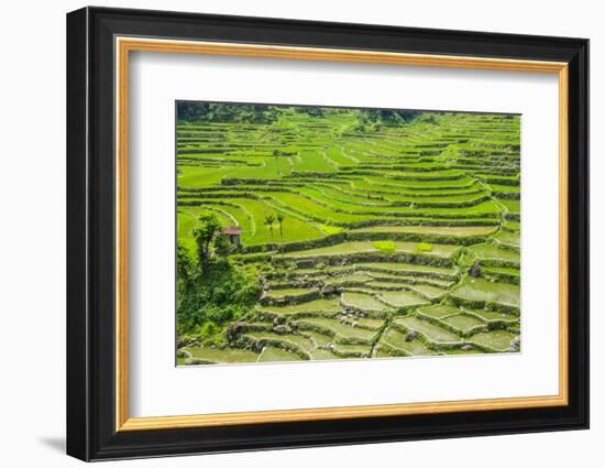 Hapao Rice Terraces, Part of the World Heritage Site Banaue, Luzon, Philippines-Michael Runkel-Framed Photographic Print