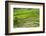 Hapao Rice Terraces, Part of the World Heritage Site Banaue, Luzon, Philippines-Michael Runkel-Framed Photographic Print