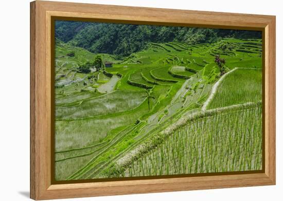 Hapao Rice Terraces, World Heritage Site, Banaue, Luzon, Philippines-Michael Runkel-Framed Premier Image Canvas