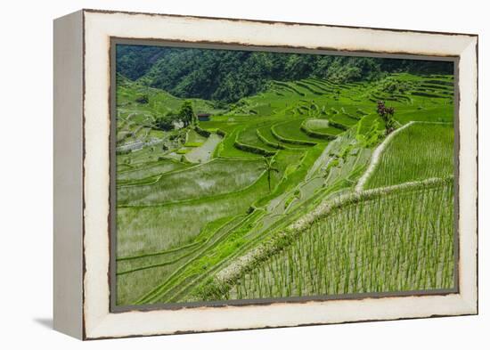 Hapao Rice Terraces, World Heritage Site, Banaue, Luzon, Philippines-Michael Runkel-Framed Premier Image Canvas