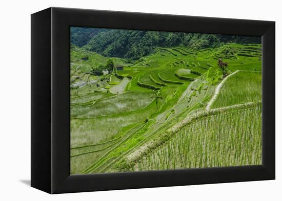 Hapao Rice Terraces, World Heritage Site, Banaue, Luzon, Philippines-Michael Runkel-Framed Premier Image Canvas