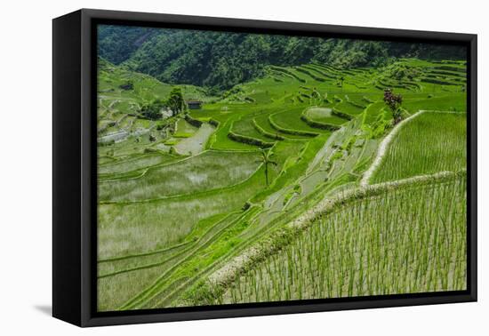 Hapao Rice Terraces, World Heritage Site, Banaue, Luzon, Philippines-Michael Runkel-Framed Premier Image Canvas