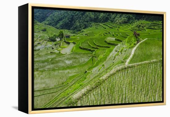 Hapao Rice Terraces, World Heritage Site, Banaue, Luzon, Philippines-Michael Runkel-Framed Premier Image Canvas