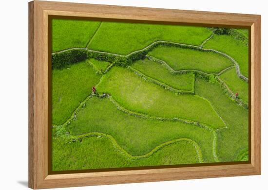 Hapao Rice Terraces, World Heritage Site, Banaue, Luzon, Philippines-Michael Runkel-Framed Premier Image Canvas