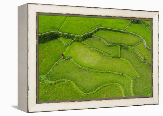 Hapao Rice Terraces, World Heritage Site, Banaue, Luzon, Philippines-Michael Runkel-Framed Premier Image Canvas