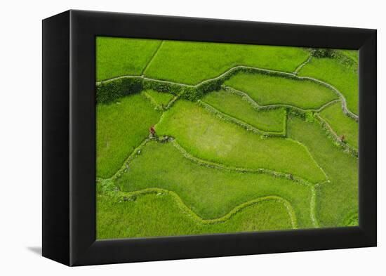 Hapao Rice Terraces, World Heritage Site, Banaue, Luzon, Philippines-Michael Runkel-Framed Premier Image Canvas