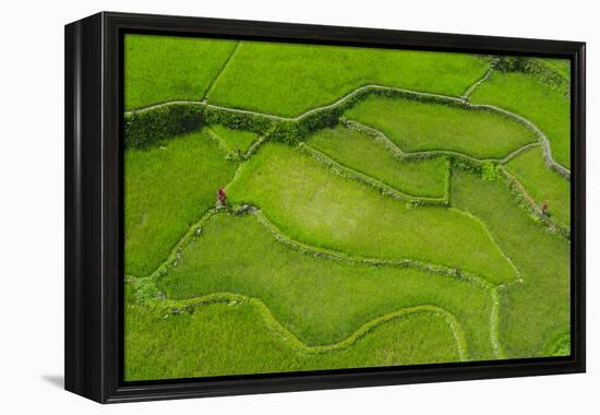 Hapao Rice Terraces, World Heritage Site, Banaue, Luzon, Philippines-Michael Runkel-Framed Premier Image Canvas