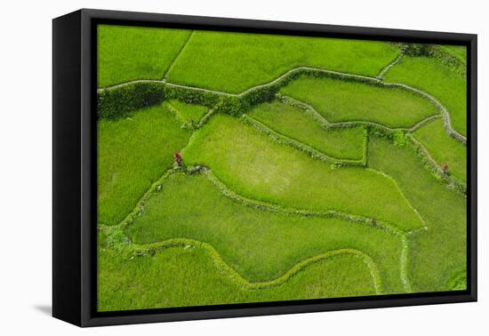 Hapao Rice Terraces, World Heritage Site, Banaue, Luzon, Philippines-Michael Runkel-Framed Premier Image Canvas