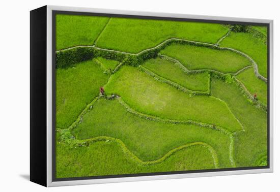 Hapao Rice Terraces, World Heritage Site, Banaue, Luzon, Philippines-Michael Runkel-Framed Premier Image Canvas