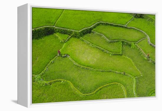 Hapao Rice Terraces, World Heritage Site, Banaue, Luzon, Philippines-Michael Runkel-Framed Premier Image Canvas