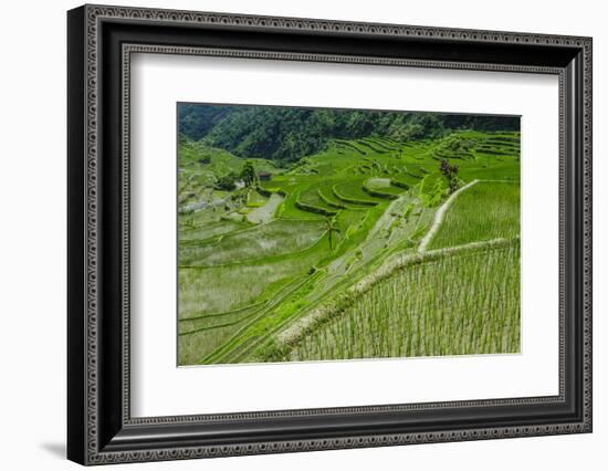 Hapao Rice Terraces, World Heritage Site, Banaue, Luzon, Philippines-Michael Runkel-Framed Photographic Print