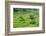 Hapao Rice Terraces, World Heritage Site, Banaue, Luzon, Philippines-Michael Runkel-Framed Photographic Print