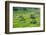 Hapao Rice Terraces, World Heritage Site, Banaue, Luzon, Philippines-Michael Runkel-Framed Photographic Print