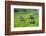 Hapao Rice Terraces, World Heritage Site, Banaue, Luzon, Philippines-Michael Runkel-Framed Photographic Print