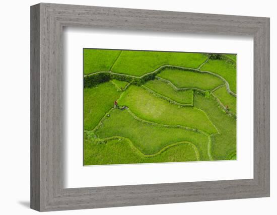 Hapao Rice Terraces, World Heritage Site, Banaue, Luzon, Philippines-Michael Runkel-Framed Photographic Print