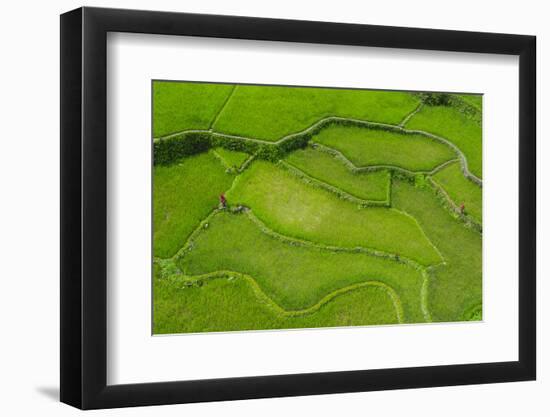 Hapao Rice Terraces, World Heritage Site, Banaue, Luzon, Philippines-Michael Runkel-Framed Photographic Print