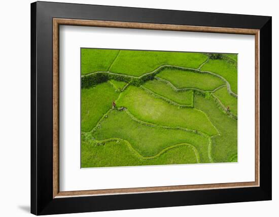 Hapao Rice Terraces, World Heritage Site, Banaue, Luzon, Philippines-Michael Runkel-Framed Photographic Print