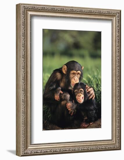 Happy Chimpanzee Family-DLILLC-Framed Photographic Print