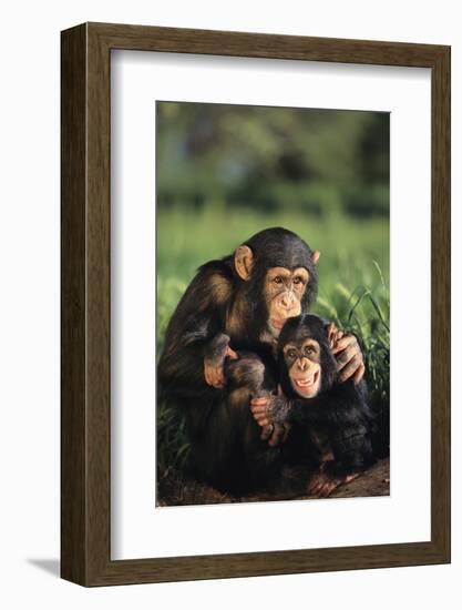 Happy Chimpanzee Family-DLILLC-Framed Photographic Print