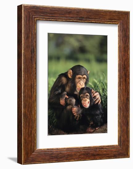 Happy Chimpanzee Family-DLILLC-Framed Photographic Print