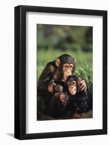 Happy Chimpanzee Family-DLILLC-Framed Photographic Print