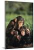 Happy Chimpanzee Family-DLILLC-Mounted Photographic Print