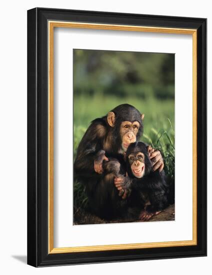 Happy Chimpanzee Family-DLILLC-Framed Photographic Print