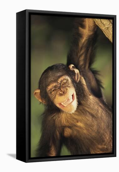 Happy Chimpanzee-DLILLC-Framed Premier Image Canvas