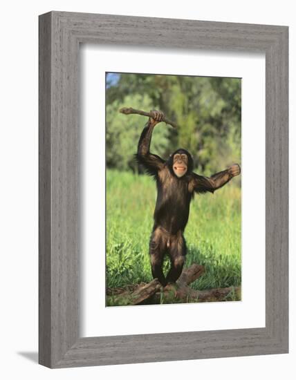 Happy Chimpanzee-DLILLC-Framed Photographic Print