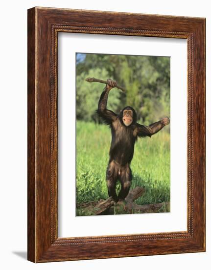 Happy Chimpanzee-DLILLC-Framed Photographic Print