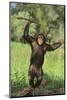 Happy Chimpanzee-DLILLC-Mounted Photographic Print