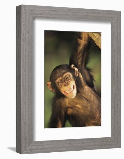 Happy Chimpanzee-DLILLC-Framed Photographic Print