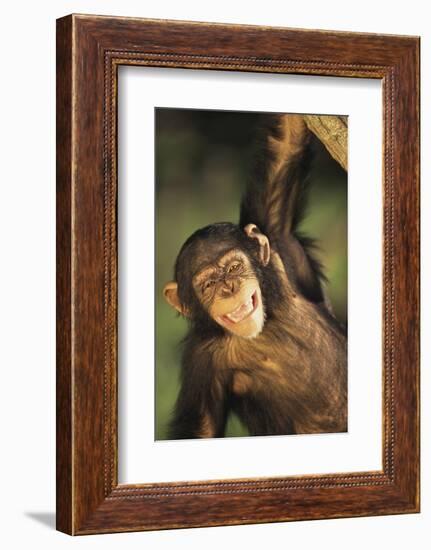 Happy Chimpanzee-DLILLC-Framed Photographic Print