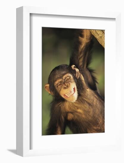 Happy Chimpanzee-DLILLC-Framed Photographic Print