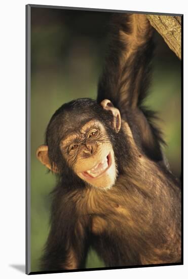 Happy Chimpanzee-DLILLC-Mounted Photographic Print