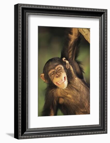 Happy Chimpanzee-DLILLC-Framed Photographic Print