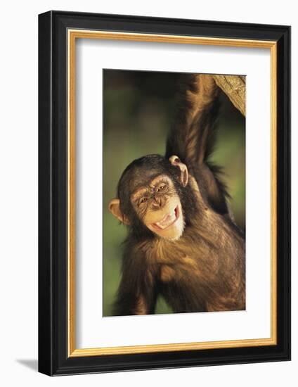 Happy Chimpanzee-DLILLC-Framed Photographic Print