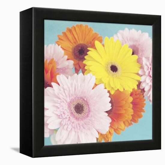 Happy Daisies-Susannah Tucker-Framed Stretched Canvas