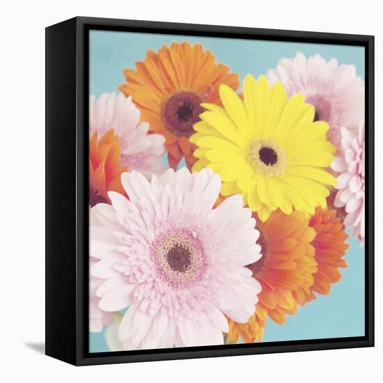 Happy Daisies-Susannah Tucker-Framed Stretched Canvas