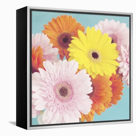 Happy Daisies-Susannah Tucker-Framed Stretched Canvas